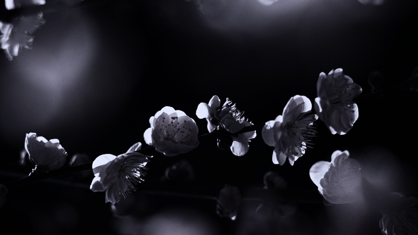 Цветущая вишня обои