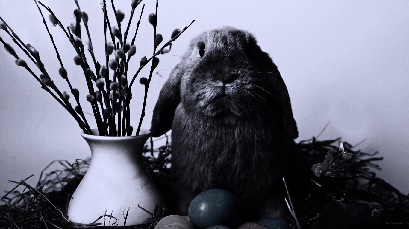 Пасхальный кролик обои