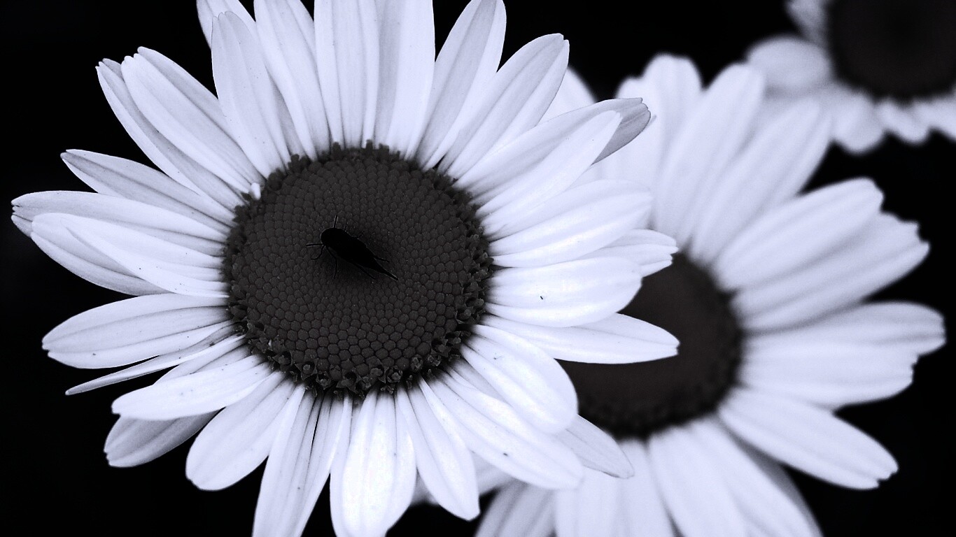 Ромашки обои