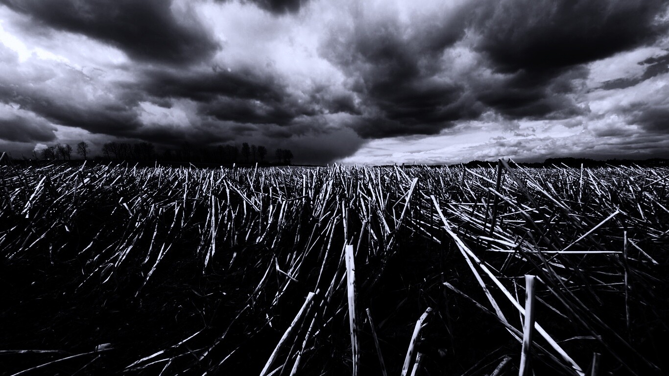 Убранное поле обои