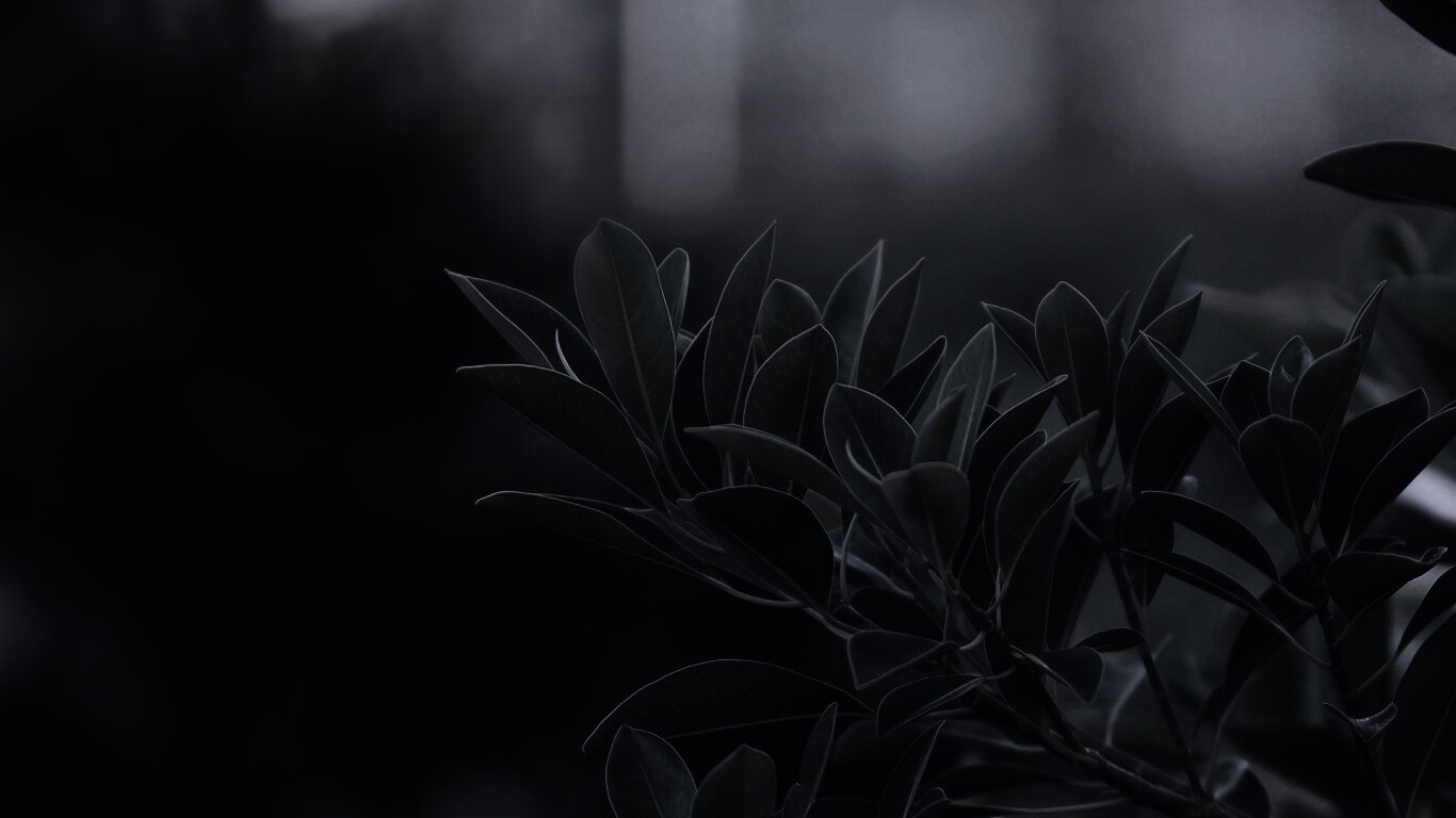 Листья обои