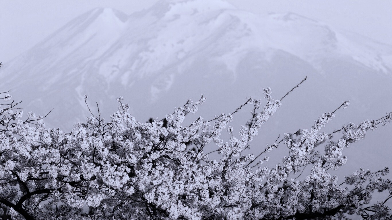 Цветение вишни в горах обои