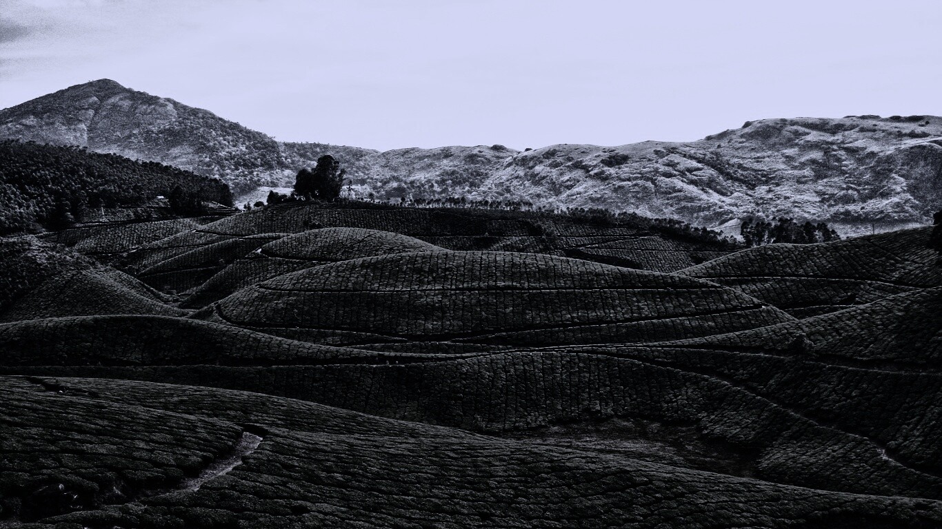 Плантации в Индии обои