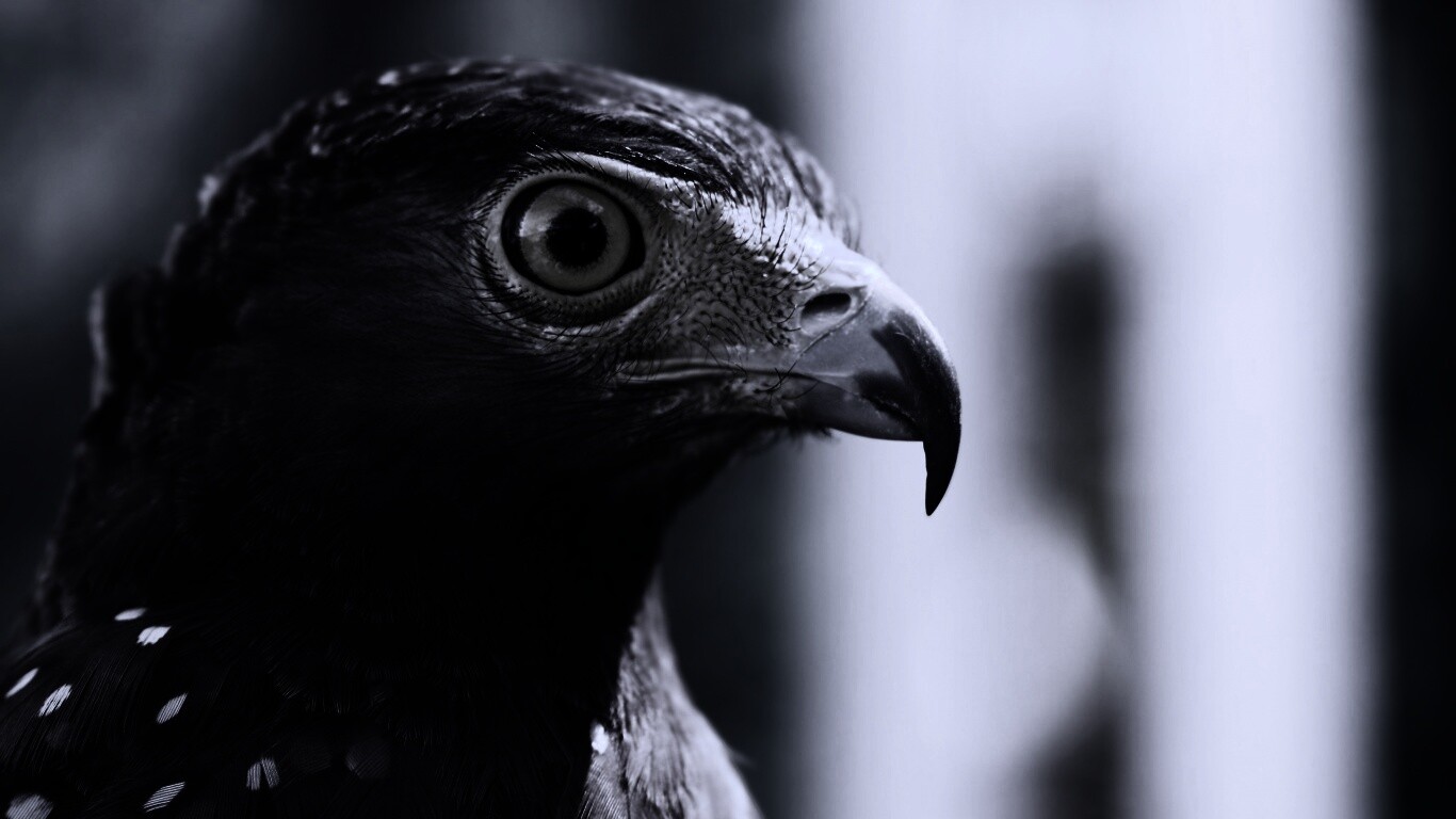 Взгляд орла обои