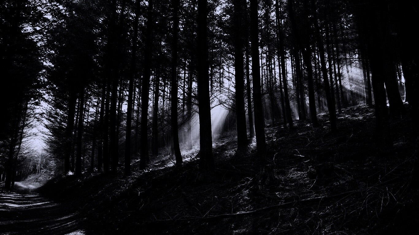 Лесная дорога обои