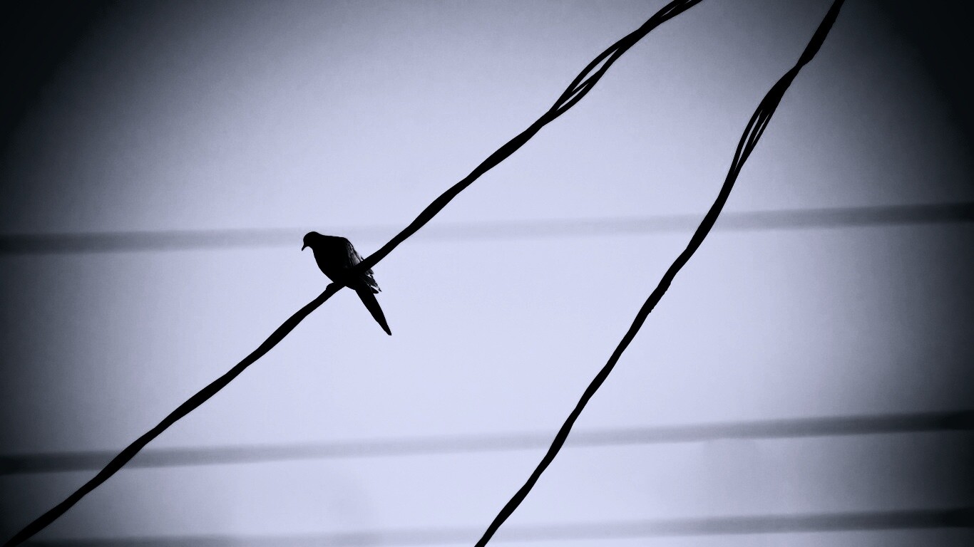 Птица на проводе обои