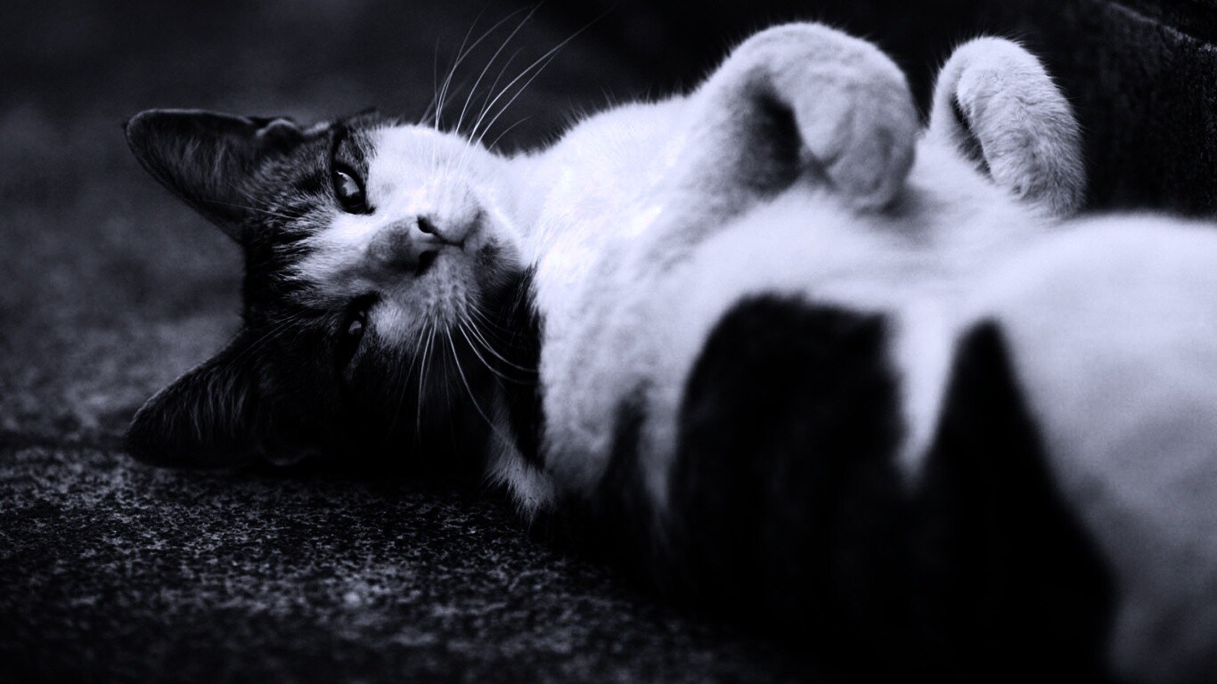 Кот лежит на спине обои