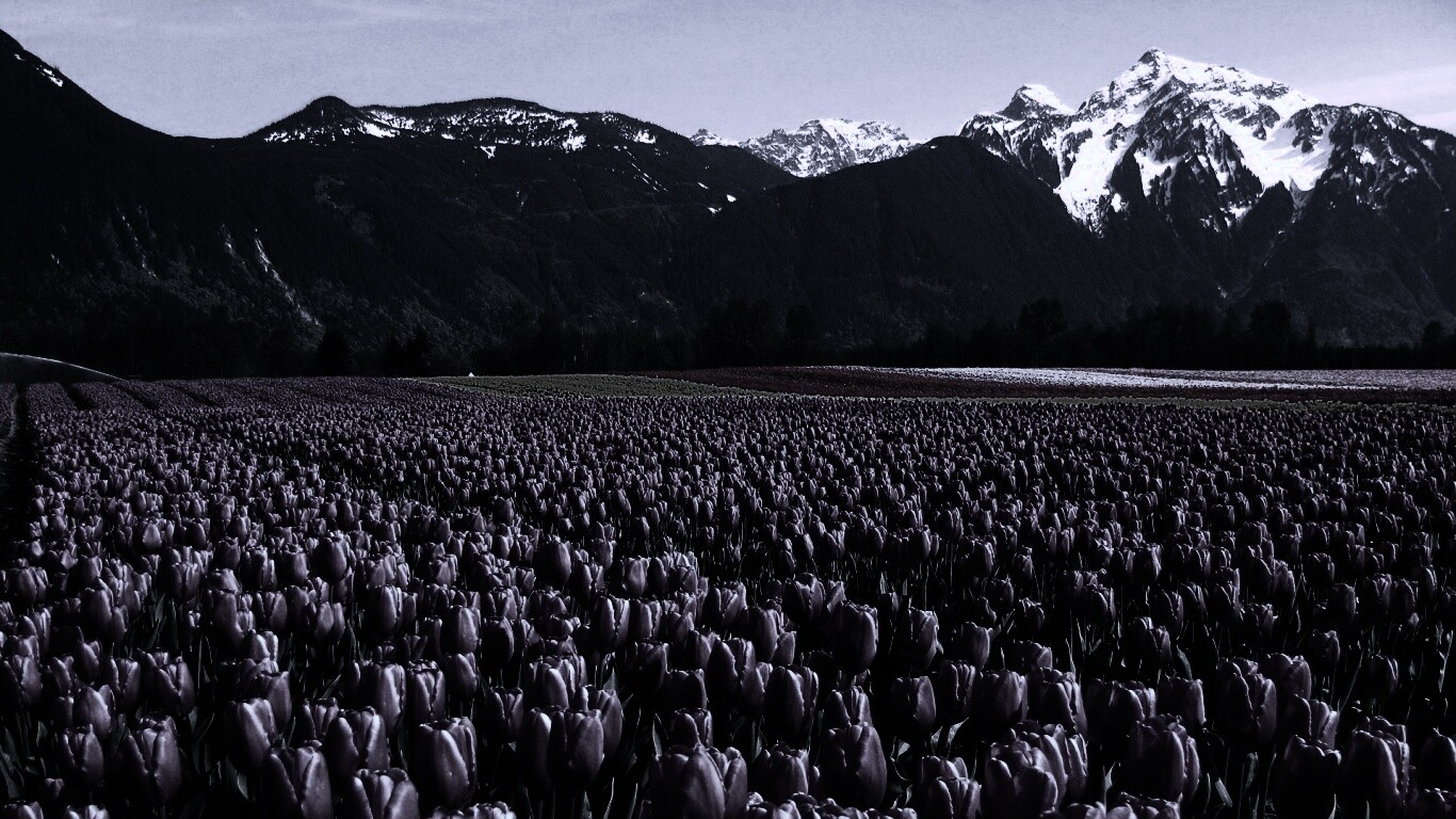 Поле тюльпанов обои