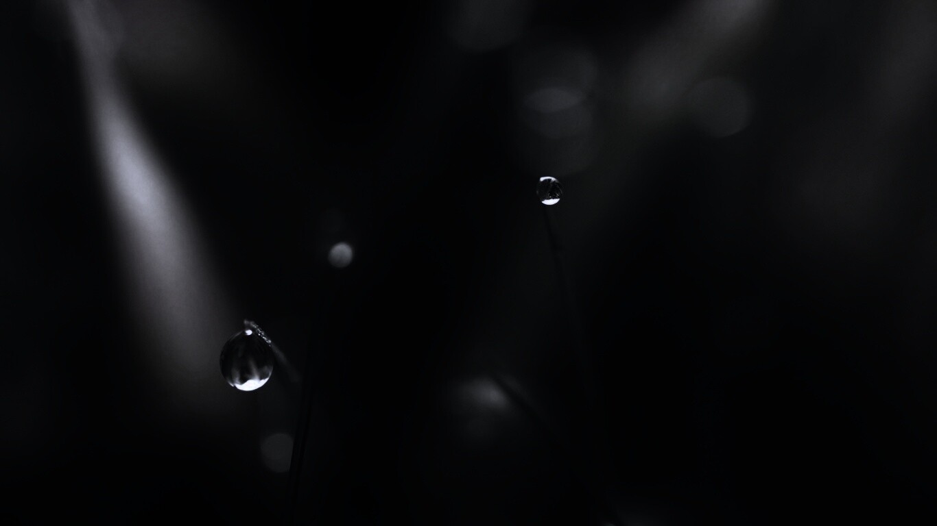 Роса на травинке обои