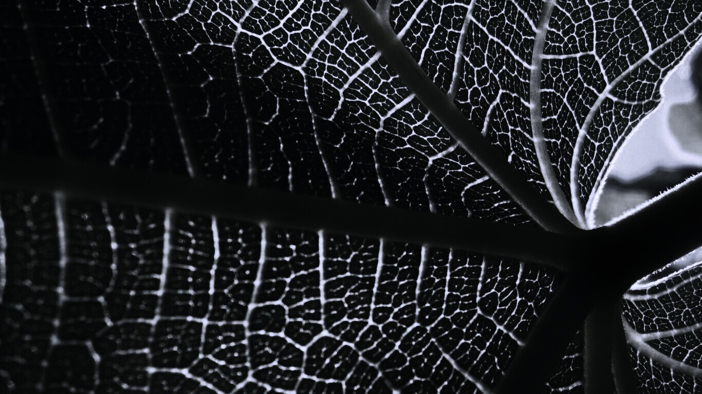 Внутренняя сторона листа обои