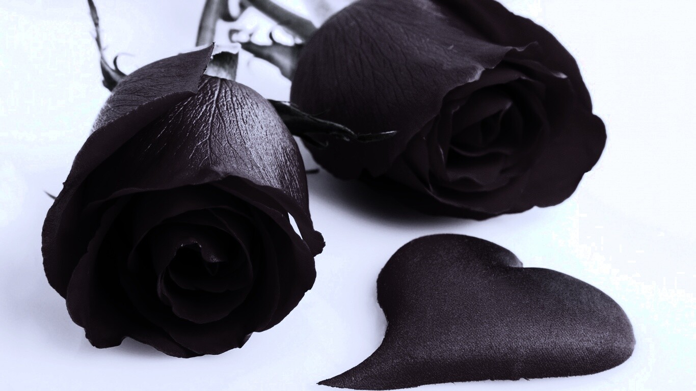 Две красные розы обои