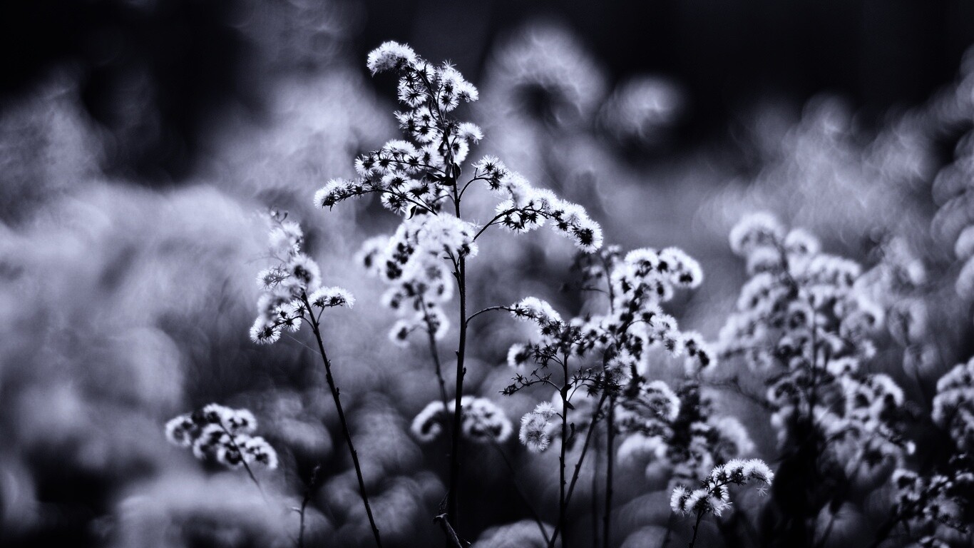 Сиреневые цветы обои