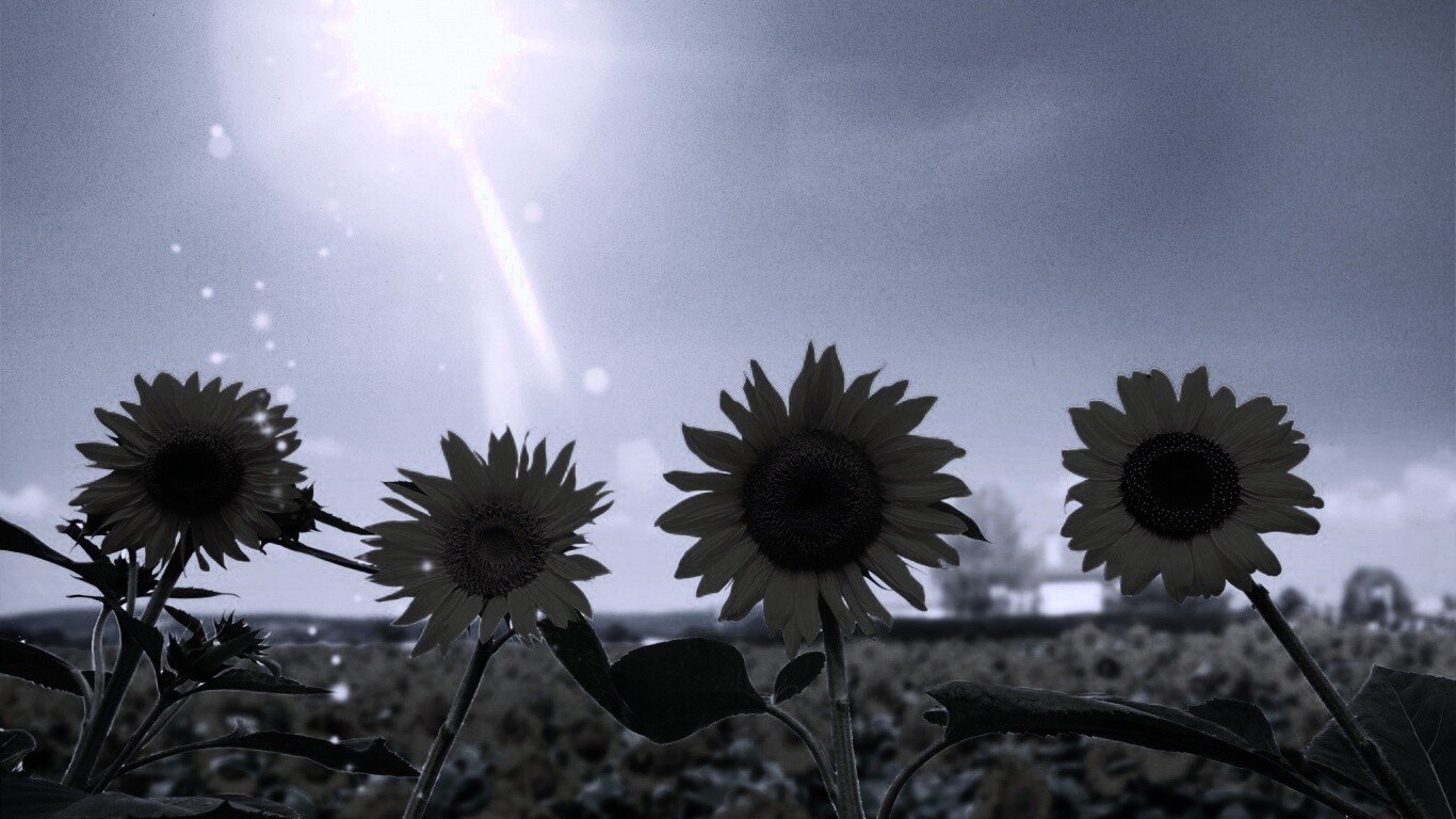 Подсолнухи не смотрят на солнце обои