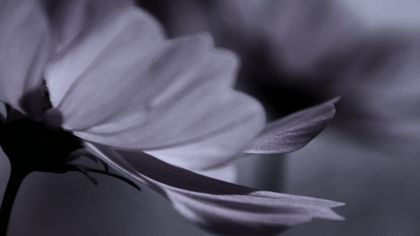 Розовый цветок обои