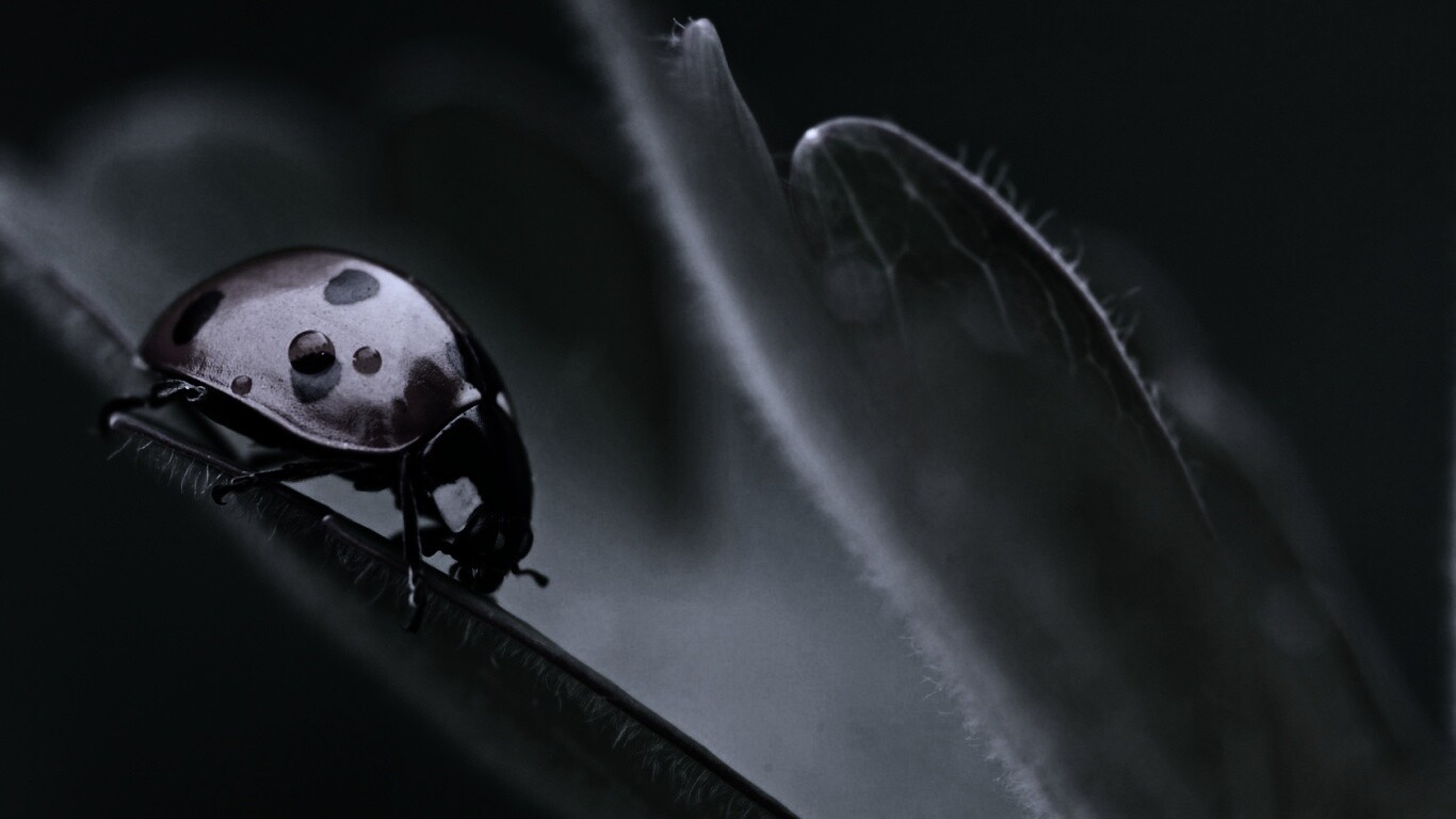 Божья коровка обои