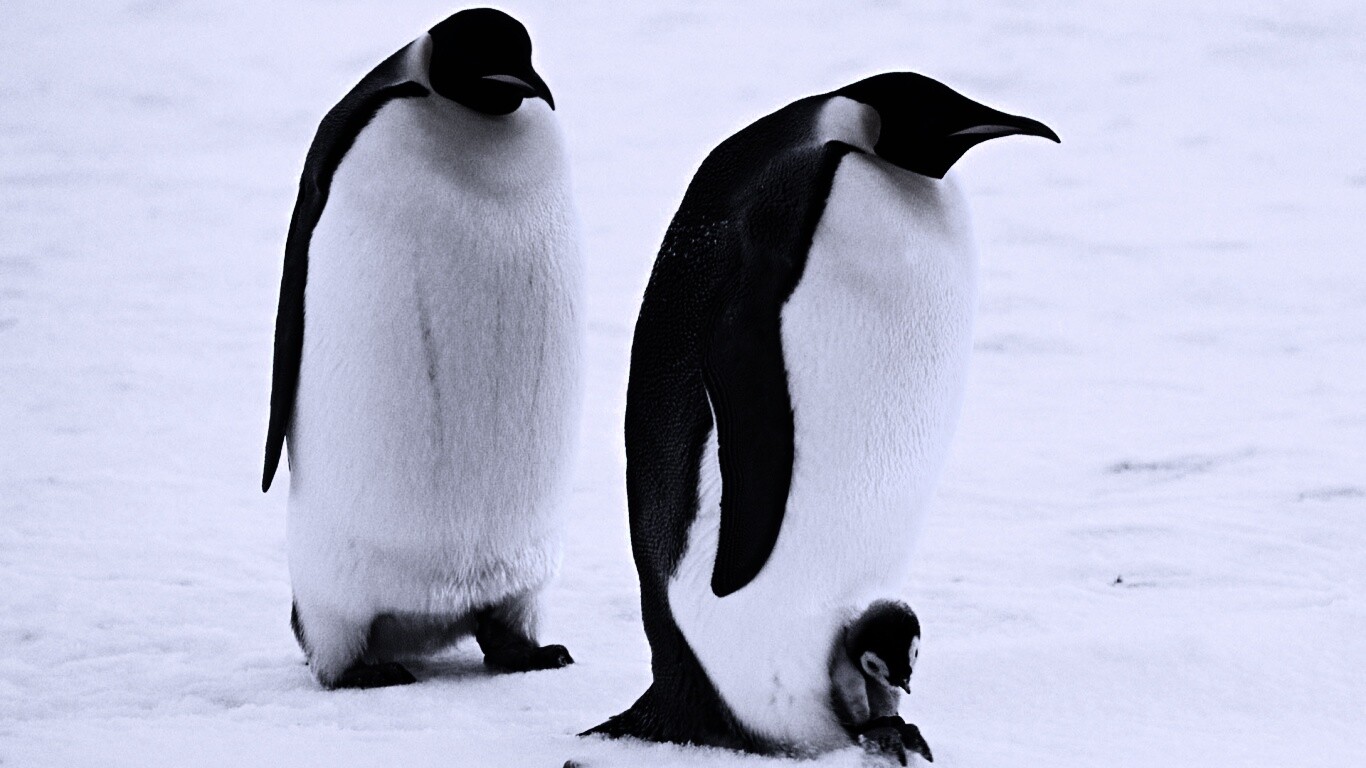 Семья пингвинов обои