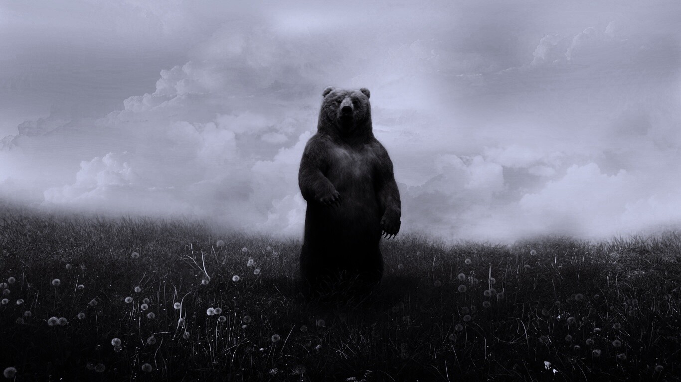 Медведь в одуванчиковом поле обои