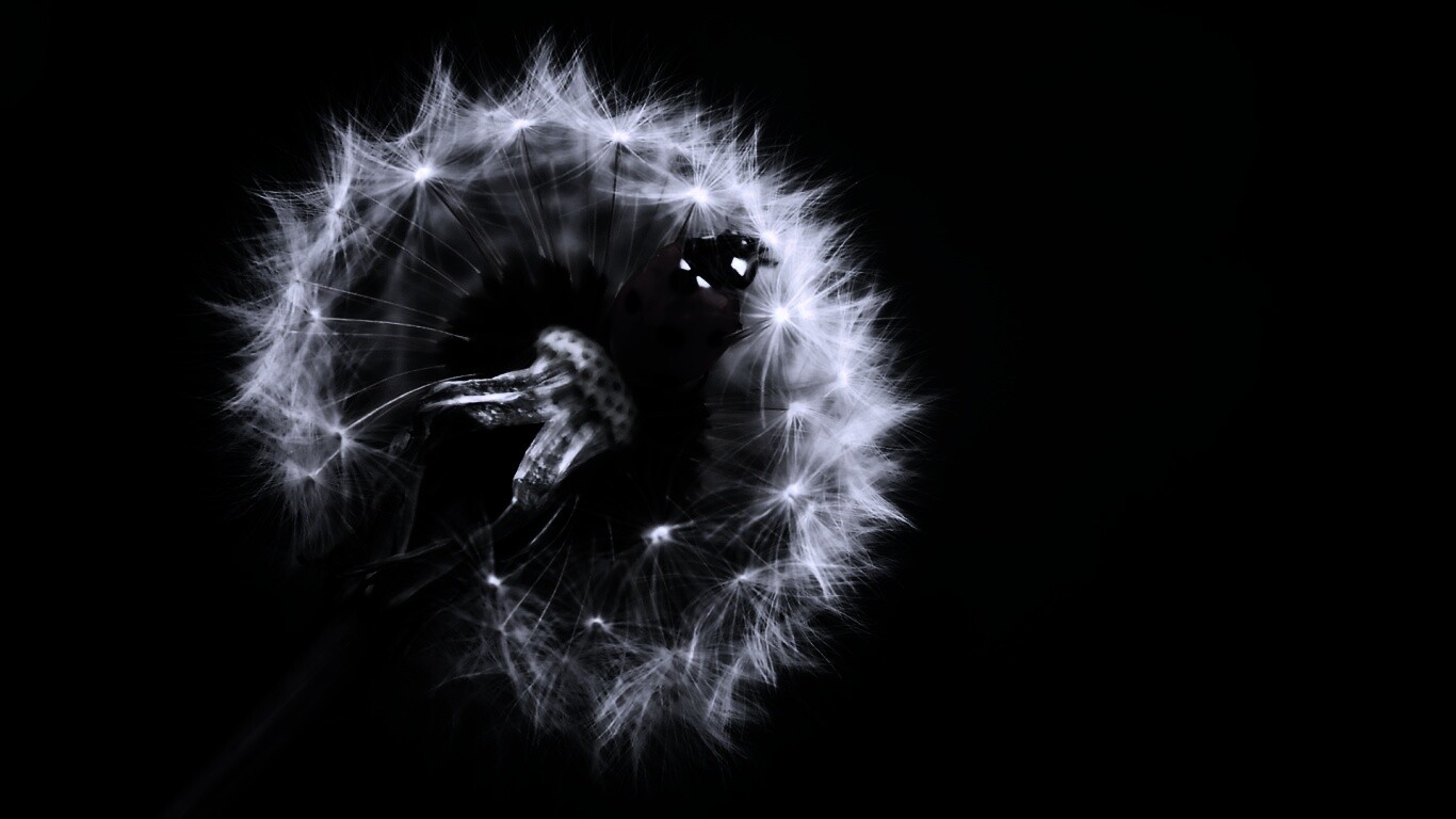 Божья коровка на одуванчике обои