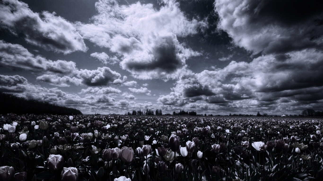 Поле тюльпанов обои