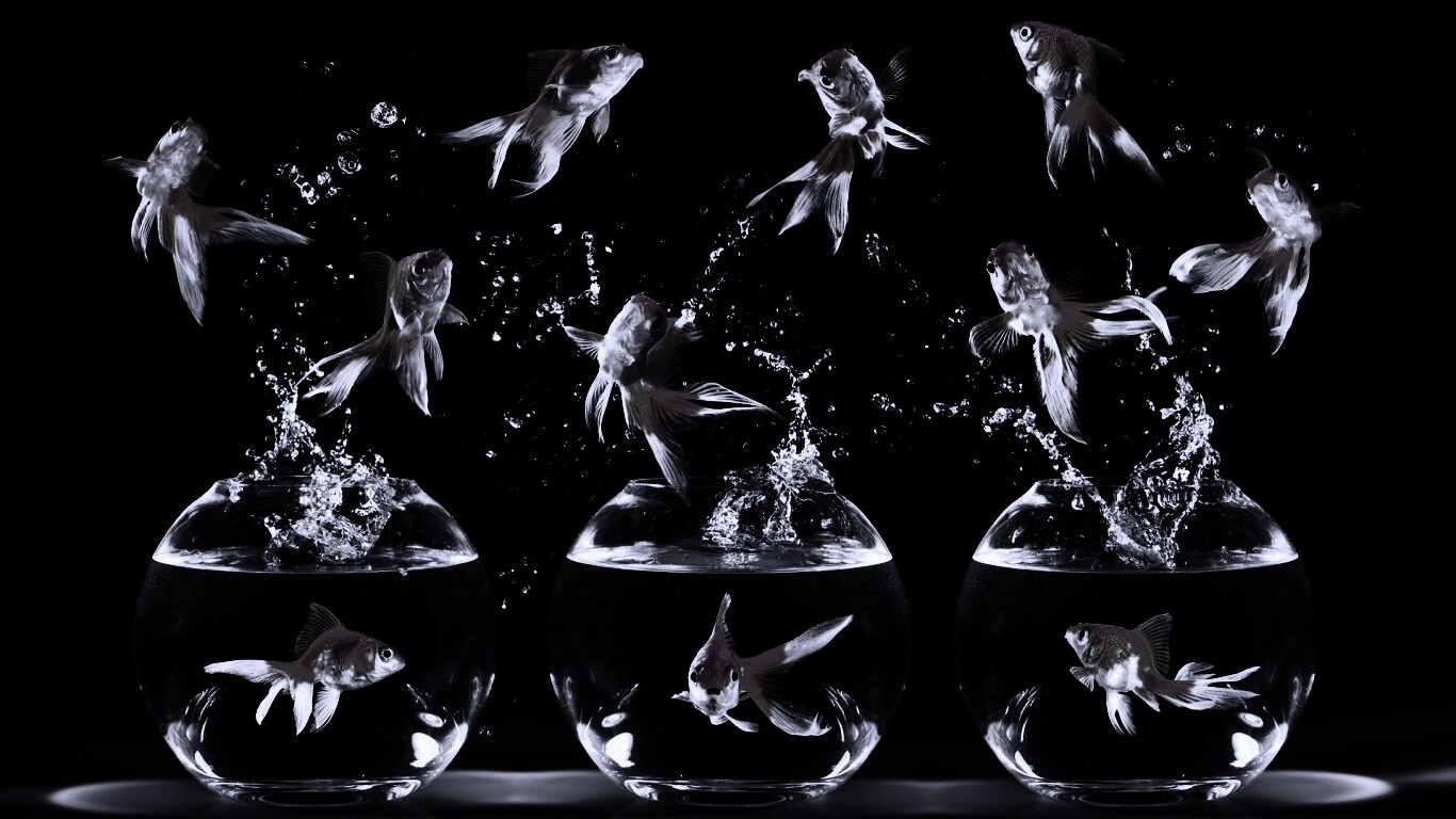 Аквариумы жонглируют рыбами обои