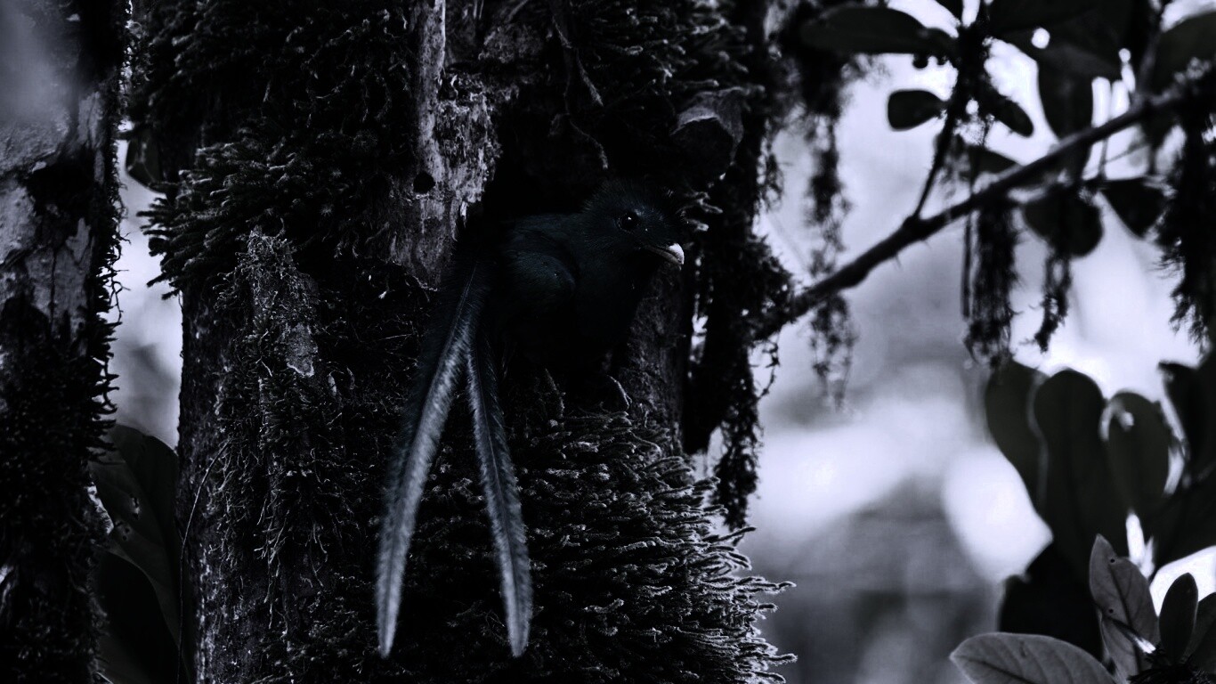 Райская птица в дупле обои