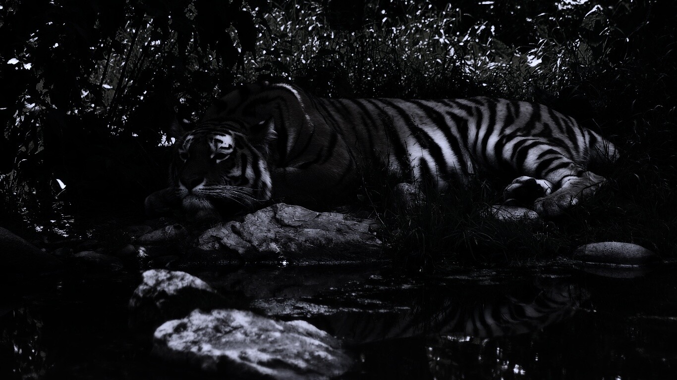 Тигр отдыхает обои