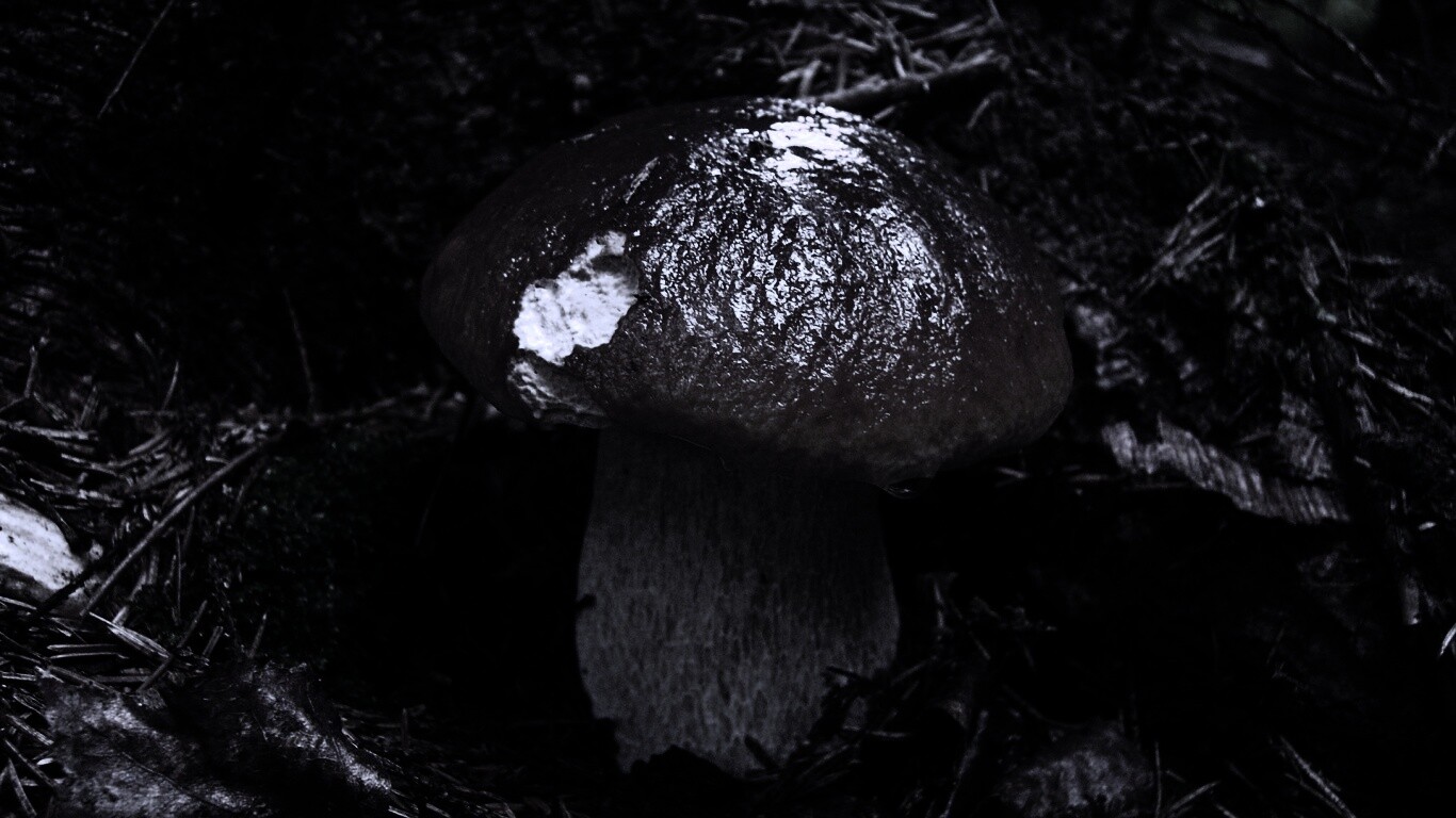 Белый гриб обои