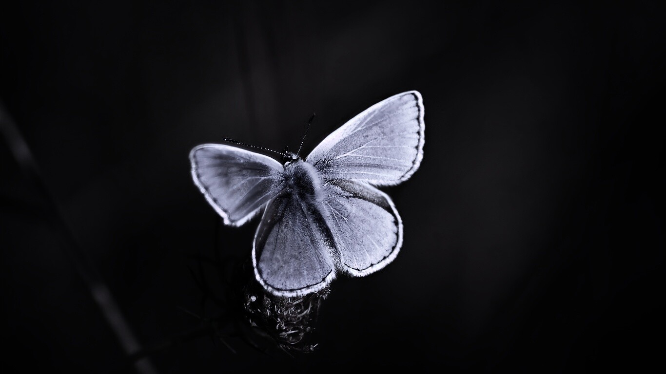 Бабочка с фиолетовыми крыльями обои