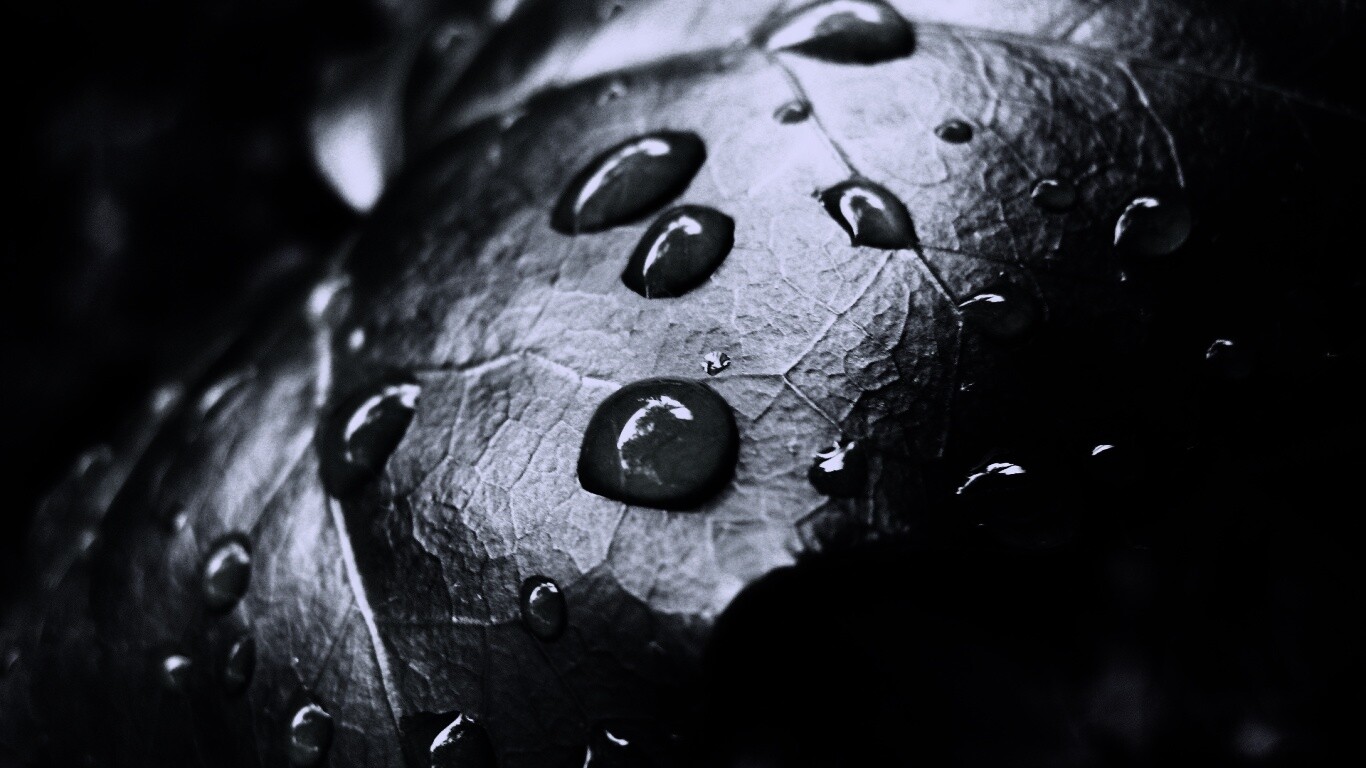 Капли росы на листе обои