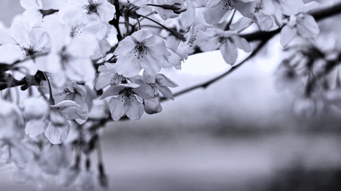 Цветение вишни обои