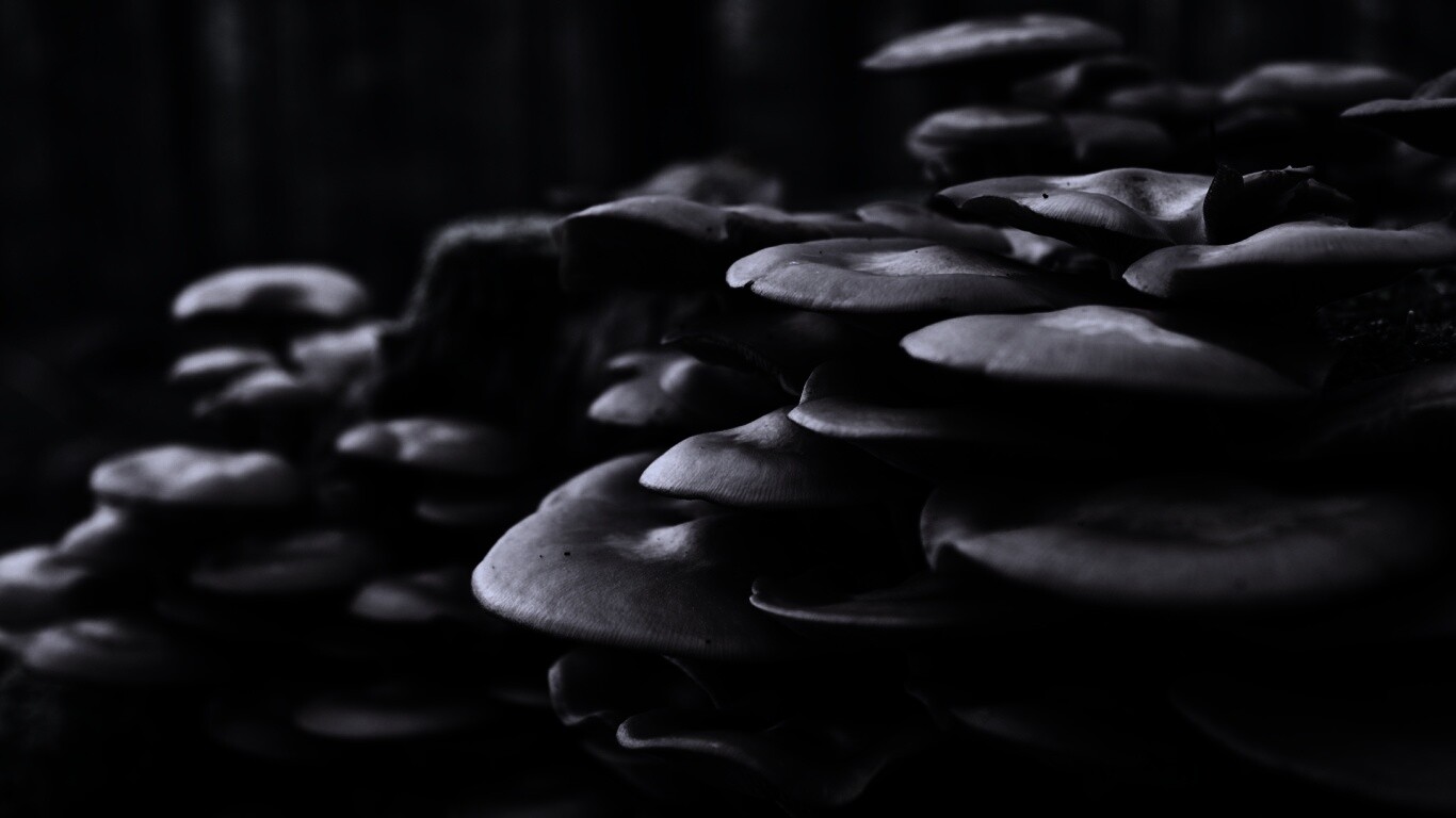 Лесные грибы на пне обои