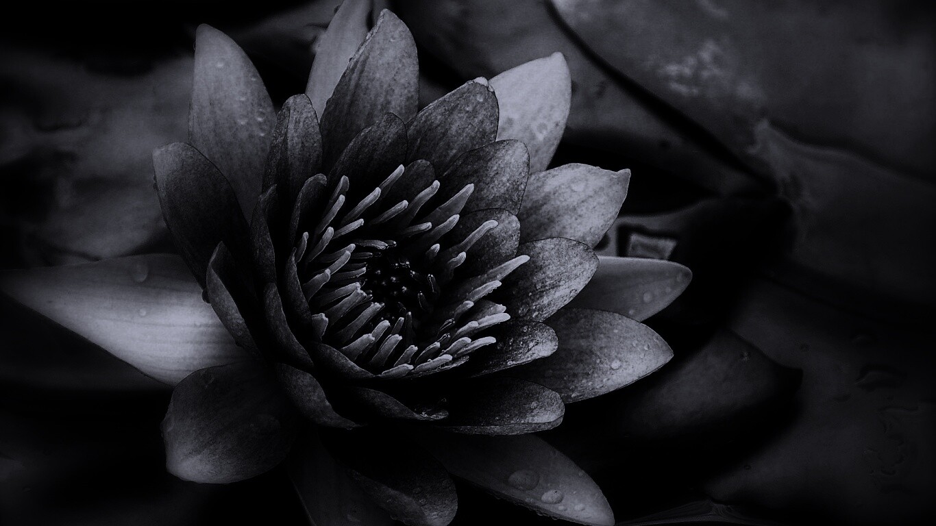 Кувшинка обои