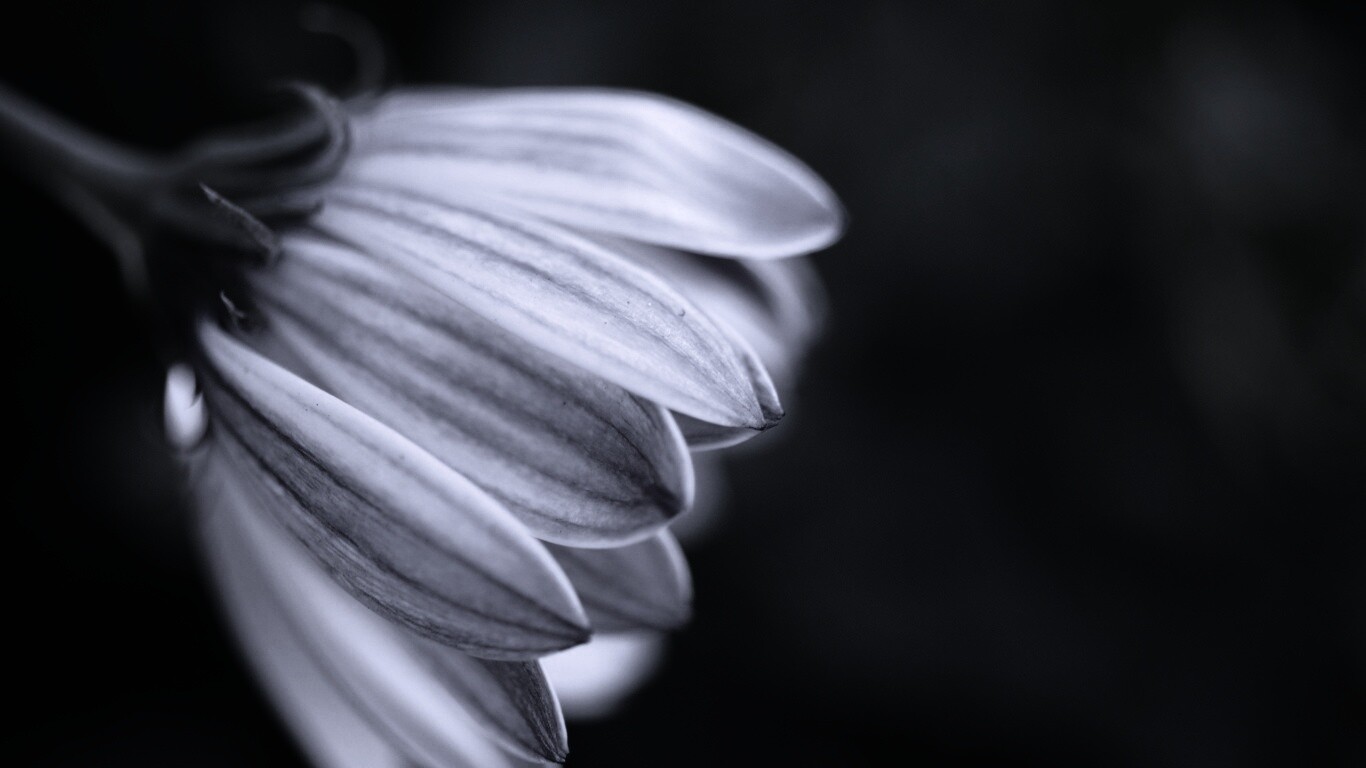 Нежно-фиолетовый цветок обои