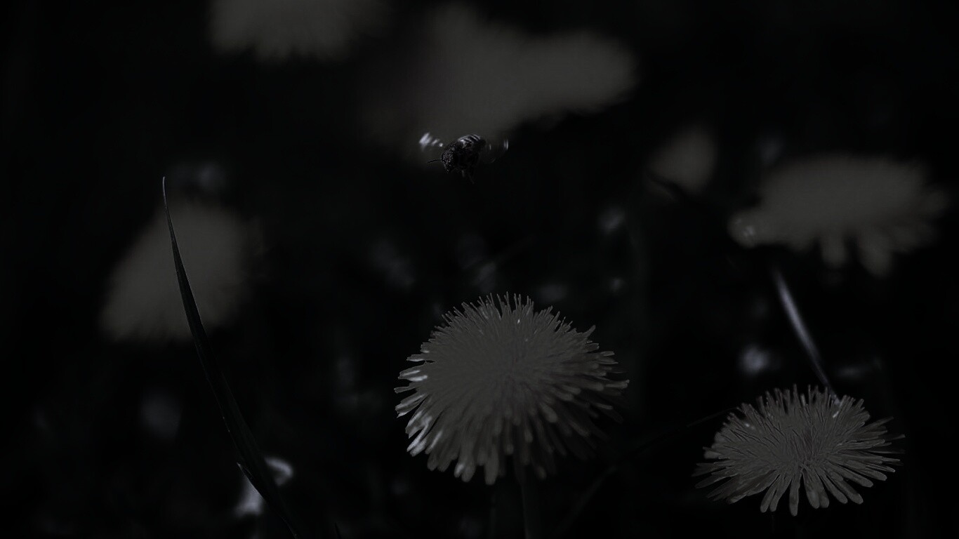 Пчёлка пролетает над одуванчиками обои