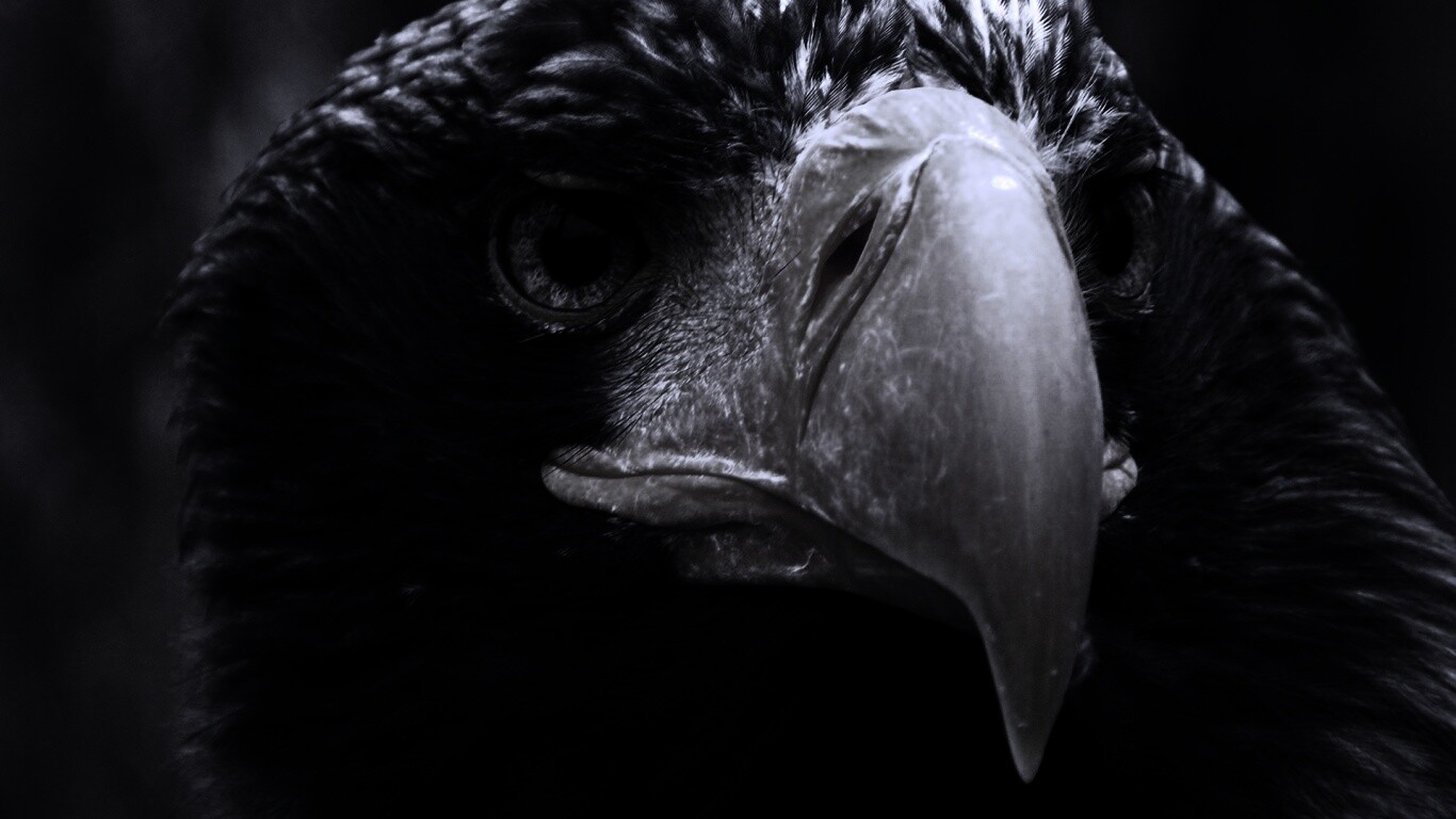 Орёл - птица гордая обои