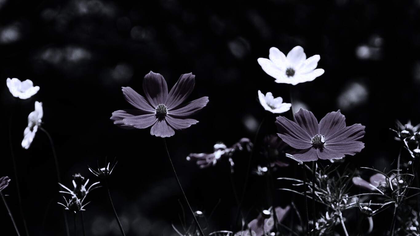 Белые и розовые цветочки обои