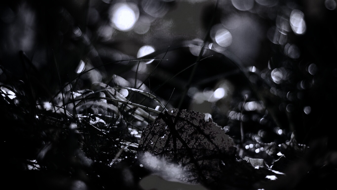 Опавший лист в траве обои