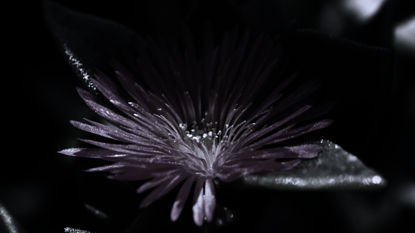 Чудесный цветок обои