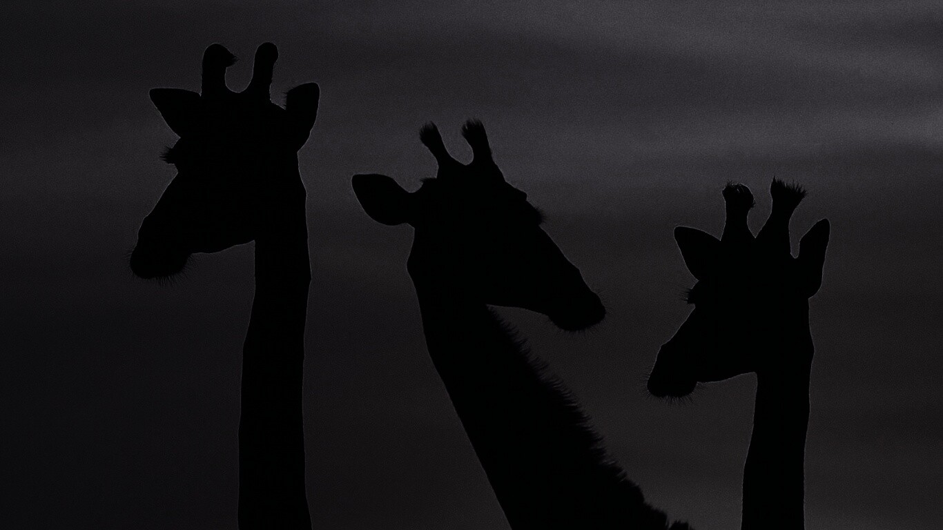 Три силуэта жирафов на фоне неба обои