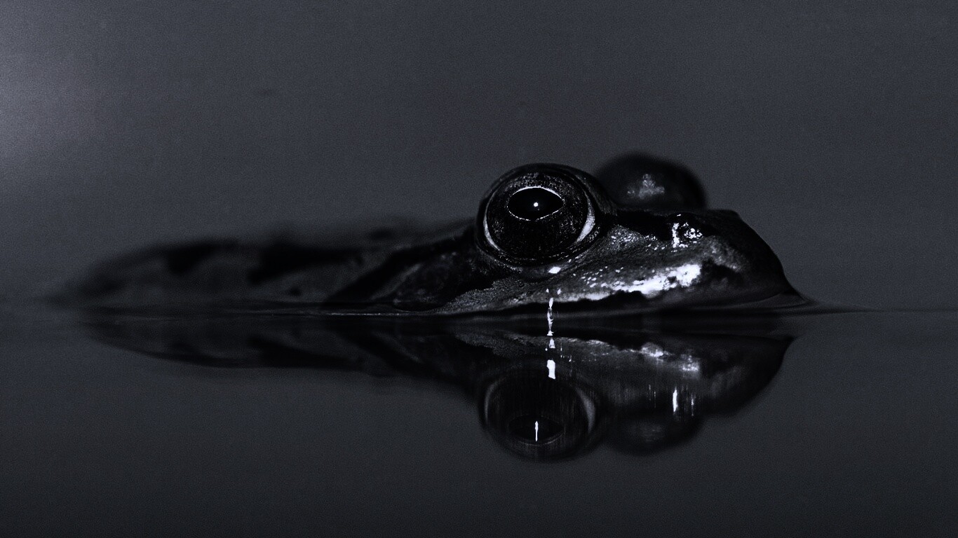 Лягушка обои