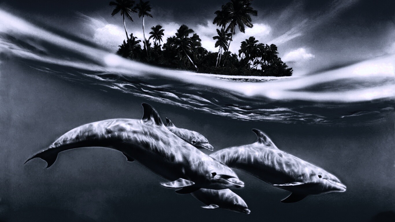Остров дельфинов обои