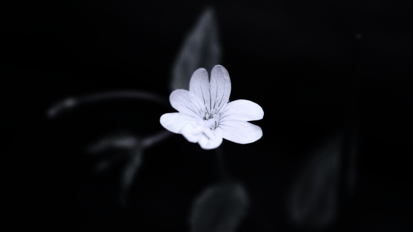 Маленький цветок в макро обои