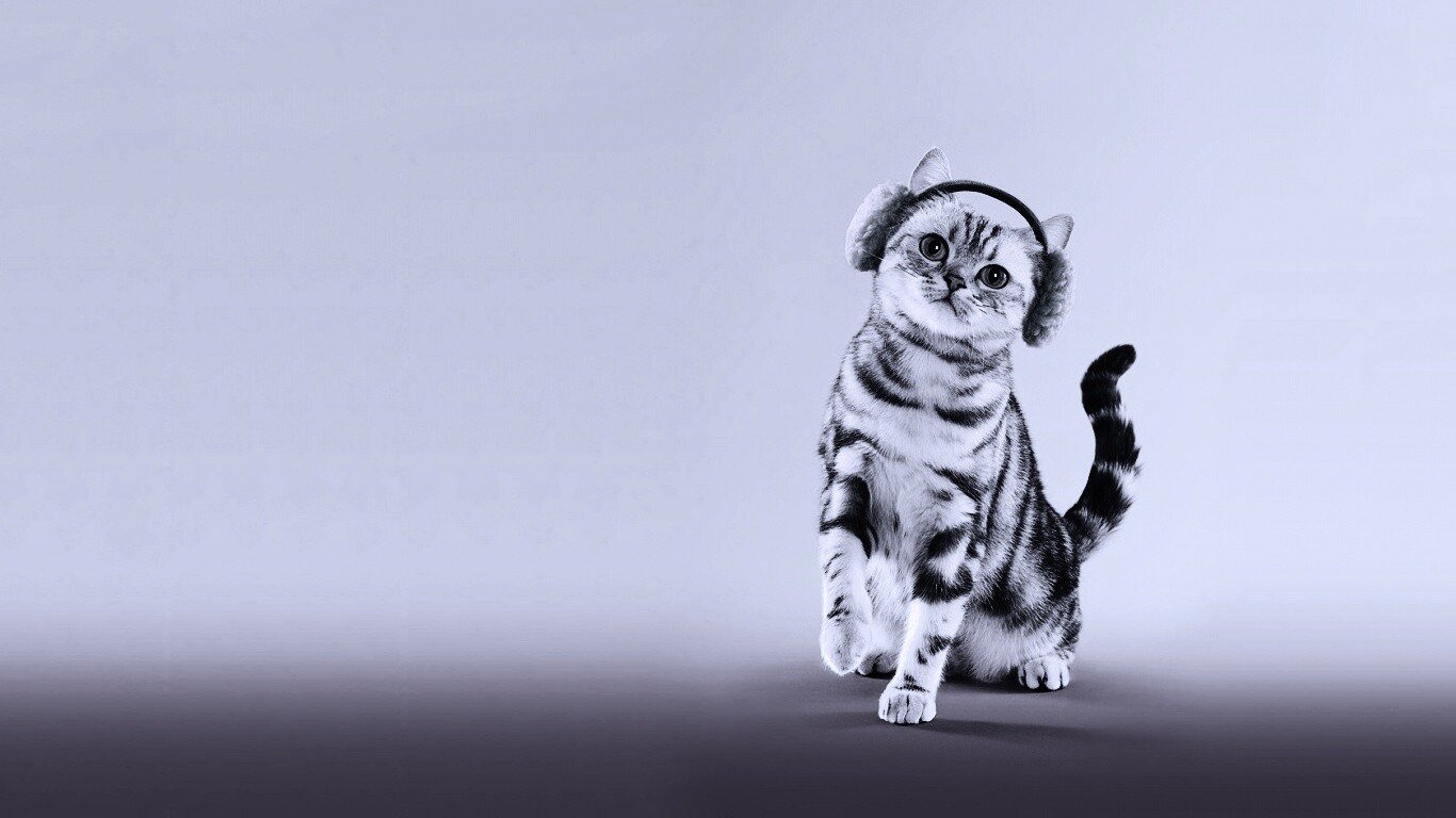 Кот в зеленых наушниках обои