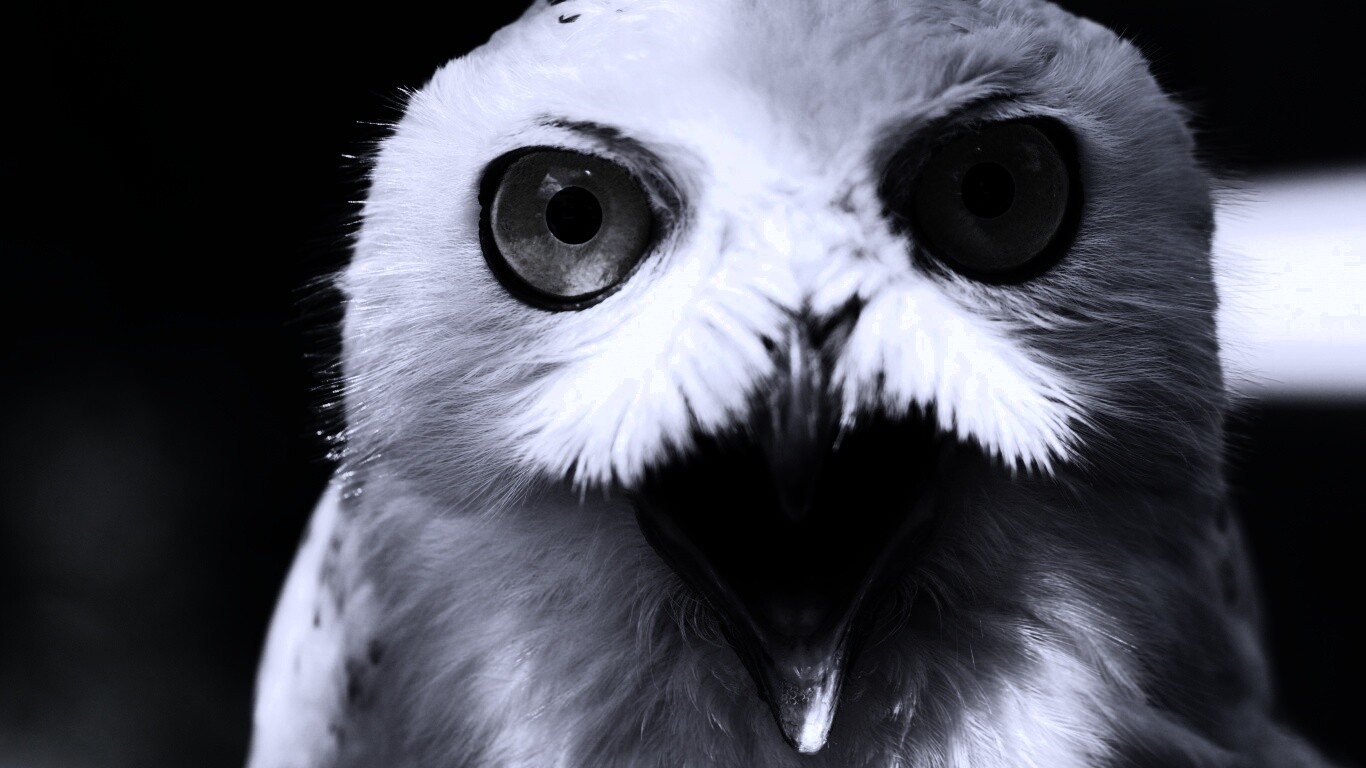 Сова в шоке! обои