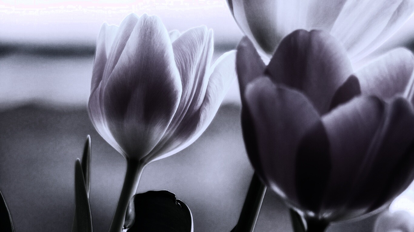 Тюльпаны обои