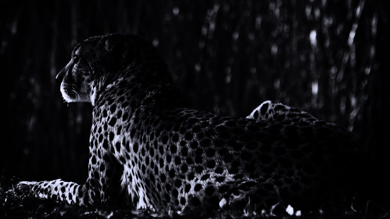 Гепард обои