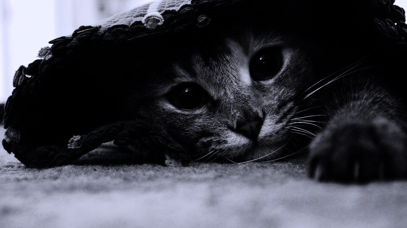 Кот под ковриком обои