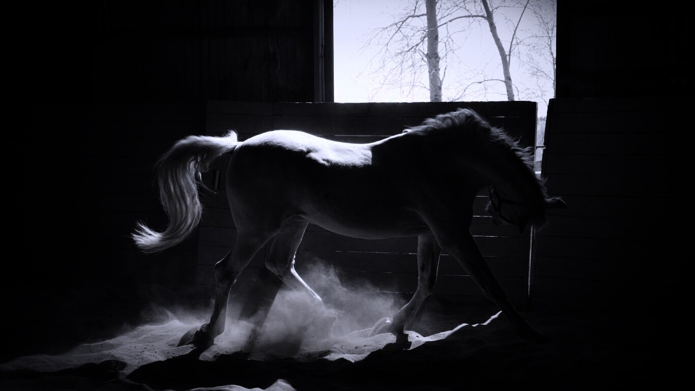 Белая лошадь в загоне обои