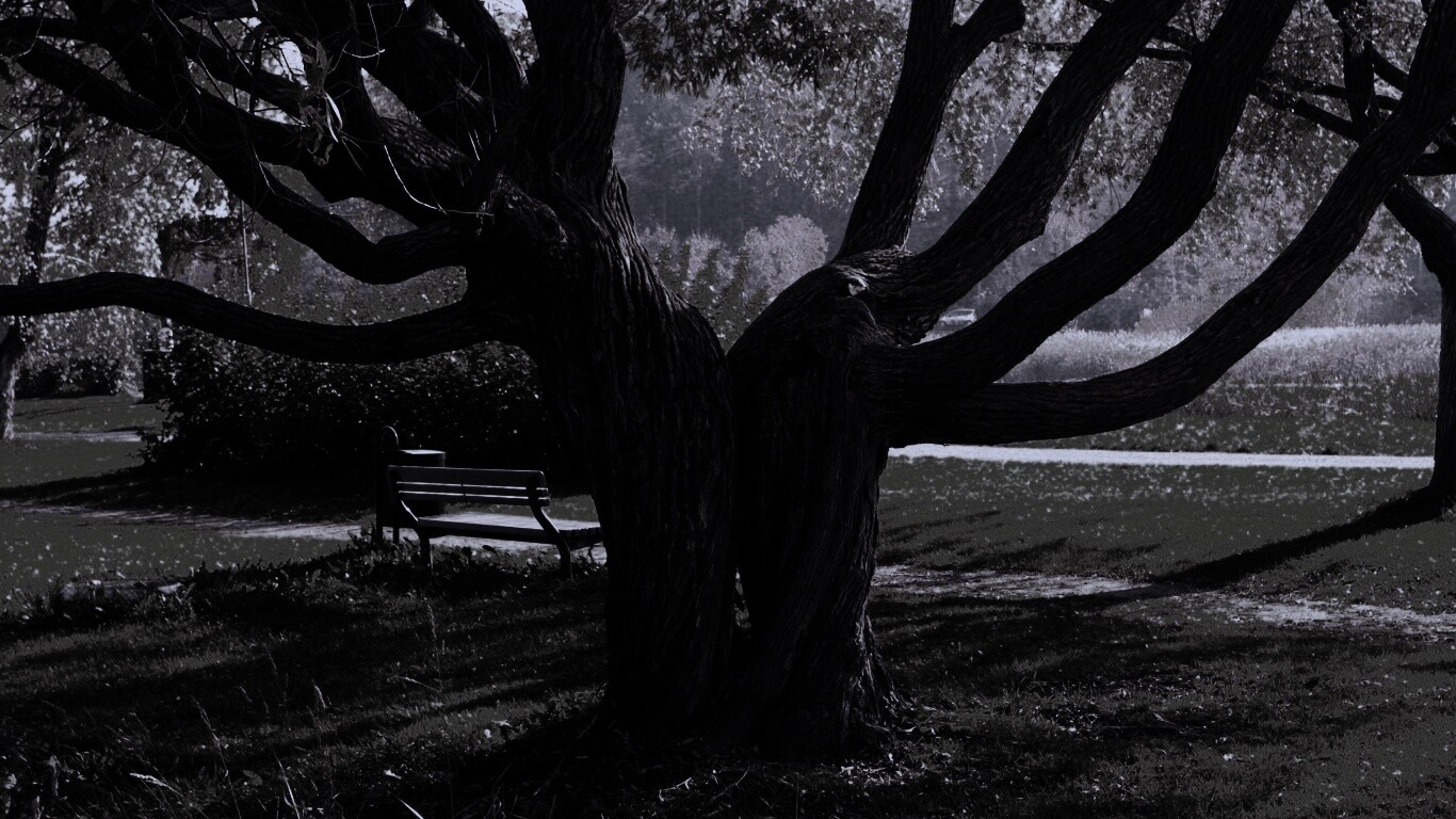 Старые сросшиеся деревья обои