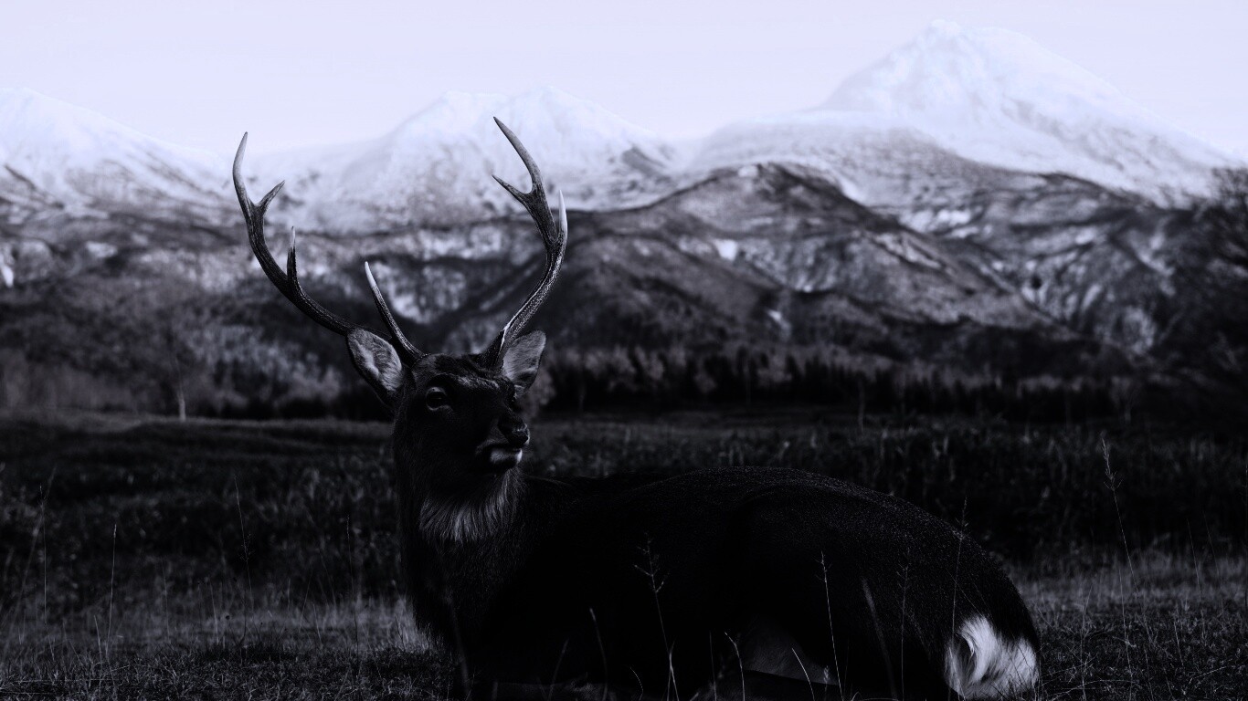 Олень отдыхает в предгорьях обои